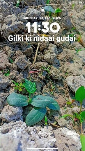 गिलकी की निर्णय गुड़ाई स्टार्ट 💁💁💯👍🏼🆕👉🏼👌#popular🤗#like #food #farming👉🏼#trending #likee#gilki#india