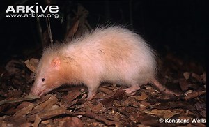 Moonrat - Alchetron, The Free Social Encyclopedia