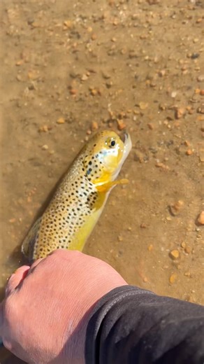 Catching An Alien Fish From Another Planet: Just Kidding It Was @ Georgetown Lake: #fishing #shorts