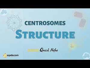 Centrosomes | Structure