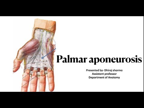 Palmar aponeurosis of hand anatomy