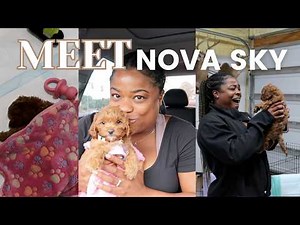 Picking Up Our 7 Week Old Cavapoo + Puppy Essentials Amazon Haul