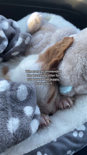 Sobbed the whole way home with him ❤️ #fyp #cockerspanielpuppy #puppycore