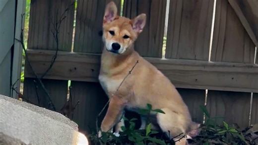They thought it was a wild coyote - until he crawled into their arms for love