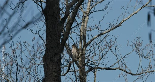 Eurasian sparrowhawk perching on tree branch in spring day. Bird take off from branch in slow motion footage. Eurasian sparrowhawk - Accipiter nisus, also known as the northern sparrowhawk or simply Stock Video