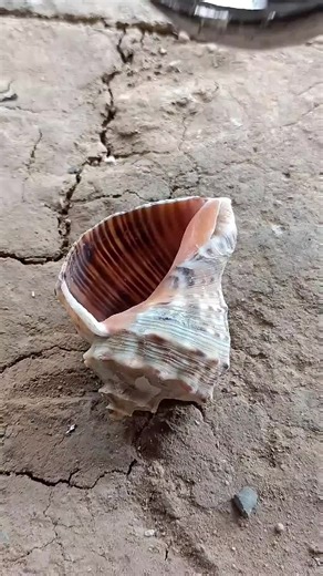 Casting Aluminum Using Snail Shells at Home