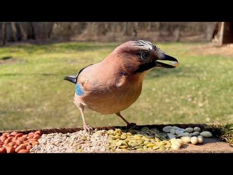 Birds at the Backyard Feeder | Calm Nature and Birdsong