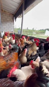 800 reactions · 41 shares | https://dqbbmhpy.mychariow.shop/prd_iphgxq Si ton élevage ne te donne pas l’argent que tu veux, le problème vient de l’aliment. Apprends à formuler ta propre provende et augmente ta rentabilité dès le prochain cycle. Tout est dans ce livre puissant : “Formulation & Alimentation des Poulets en Afrique”.  Télécharge-le maintenant et arrête de perdre ton argent. | Jesugo’s Poultry & Co | Facebook