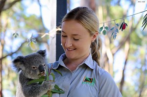 3.4K views · 93K reactions | Pixie the Koala is all grown up梁 - Happy First Birthday Pixie! 殺 | Australian Reptile Park | Facebook