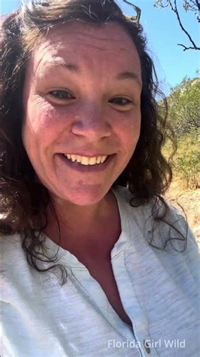 Creosote Bush: The Desert Plant That May Hold the Keys to Curing Cancer! 🌵