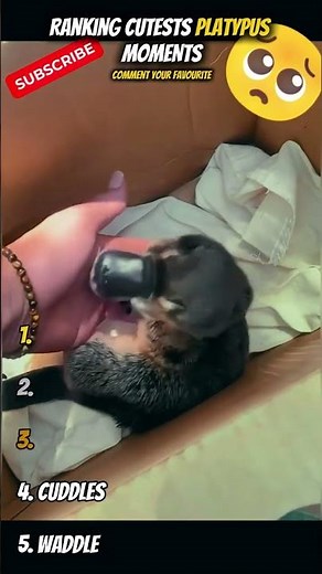 Top 5 Cutest Platypus Moments You Need To See!