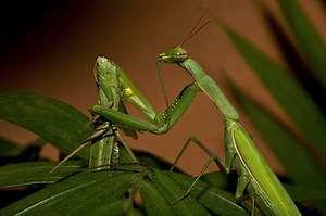Praying Mantis Biology