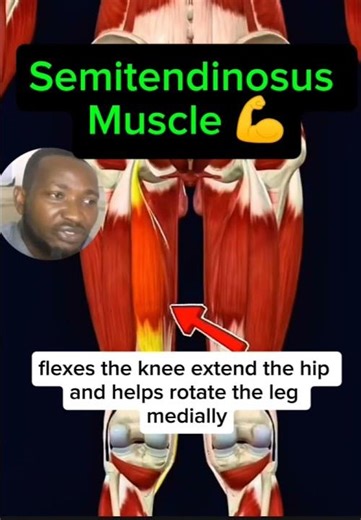 #humananatomy #anatomy Semitendinosus Muscle Anatomy Explained (Origin, Insertion, Nerve & Function