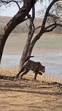 A Bengal Tiger hunting live at Malik Talao (Lake) in Ranthambore National Park! 🐅
