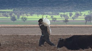 Man walking in the countryside with cows - Free Stock Video
