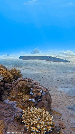 Joseph Leverton on Instagram: "5 fascinating facts about the Bluespotted Cornetfish (Fistularia commersonii), one of the most distinctive hunters of the reef: 1. Elongated Body: The Bluespotted Cornetfish can grow up to 1.6 meters (5.2 feet) long, but its body is extremely thin and ribbon-like, which makes it surprisingly difficult to see in the water. 2. Characteristic Blue Spots: Unlike other cornetfish, this species has scattered blue spots along its body, which can shimmer in the light and h