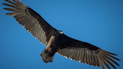 Vultures soaring high overhead in 'kettles' return to South Florida with autumn weather