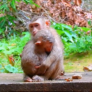 Fresh Newborn Monkey on Reels