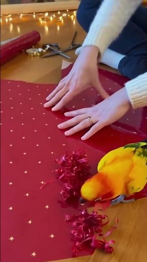 "I'M HELPING!" - Sun Conure vs. Christmas Gift Wrapping 🎁🦜
