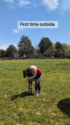 One of the highlights of having foals is seeing them explore the world and learn to run on their first day out. #foal #foals #ponies #newborn #newday | Clovermeade Welsh Ponies