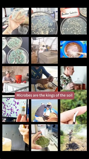 Ting ting wu🦠🔬🌏 on Instagram: "Unlock Your Cannabis Potential with Beneficial Microbes Give your cannabis plants the natural advantage they need. Our microbial inoculants, featuring Trichoderma, Bacillus subtilis, EM blends, Beauveria bassiana, and Bt, work below the surface to boost your grow. Boost Growth & Yield: Enhance nutrient uptake for stronger plants. Trials with mycorrhizal inoculants have shown the potential for 10-45% yield increases in cannabis . Strengthen Plant Defenses: Our be