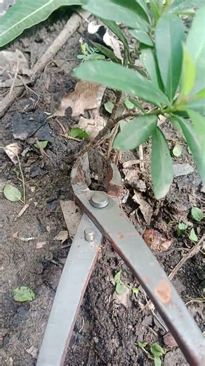 small tree cutting #bonsairoi #bonsai #cutting
