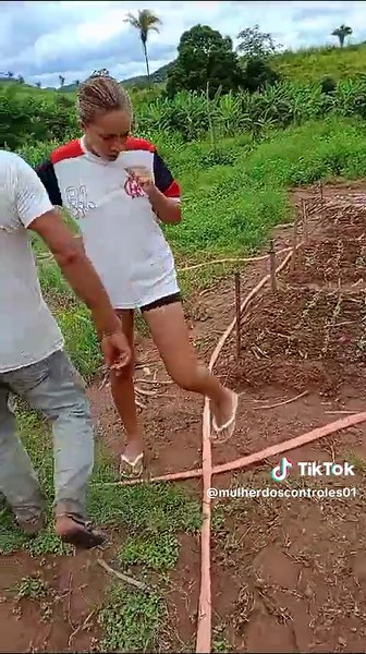 Planting and Growing Cilantro in the Countryside