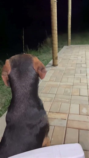 Homem registra esturro de onça e cachoro entra em alerta! 🫢🐶