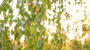 Birch branches on the background of the setting sun. The wind stirs the leaves. Autumn time of the year. Natural background.