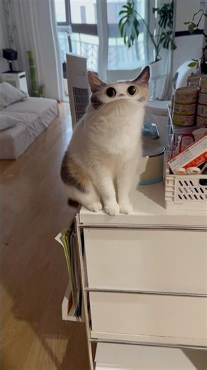 meep #cat #meep #funny #cute