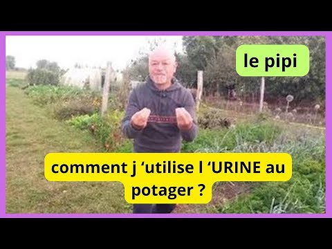 Comment se servir de l'urine au potager ?