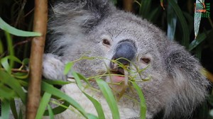 Sit back, relax and enjoy some lunch with Elsa the koala 💚 🐨 🍃 | Australian Reptile Park