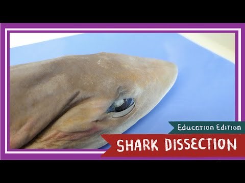 Dogfish Shark Dissection || Sink or Swim [EDU]