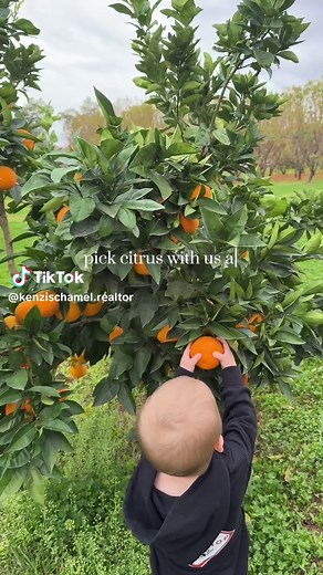 Picking Fresh Citrus at Agritopia Farm in Gilbert