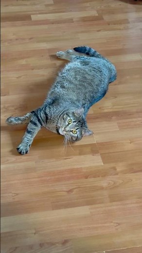 Funny Cats Being Too Cute to Handle! 🐾 Adorable Cat Moments That Will Melt Your Heart! #catshorts