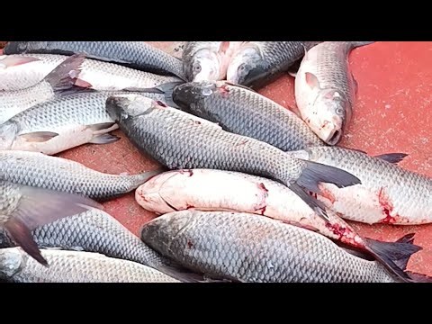 Todays Fishing Blog is live!