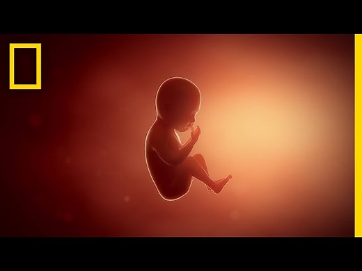Pregnancy 101 - Nat Geo