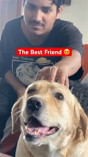 Labrador dog || Labrador dog lovers || #labrador #labradorlovers