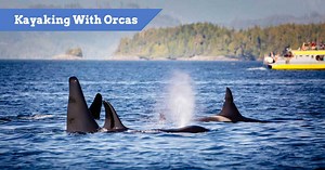 Kayaking With Orcas | Places To Go Whale Watching From A Kayak