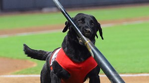 Finn the Bat Dog returns for special appearance during Las Vegas Aviators games