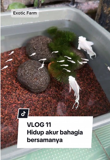 Breeding Platinum Full Mask Molly Fish Techniques