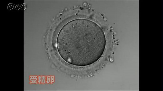 人の命の始まり | NHK for School