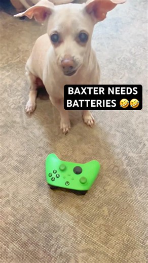 Baxter Steals Dads Car 🤣🤣🤣 #funnydogs #gaming #viralshorts #trending