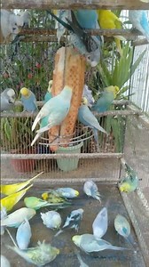 This Amazon bird toy is SO COOL#birds#parrot #birdslover #budgis #lovebirds #budgiegar #cute #health