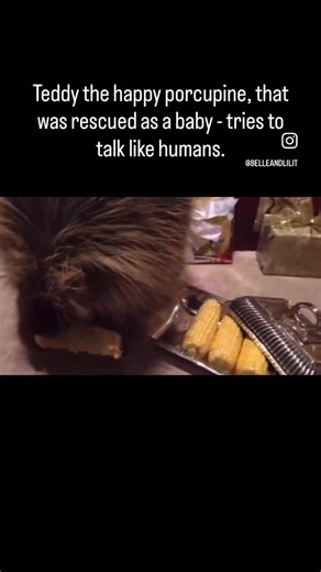 Teddy the Porcupine: Adorable Moments with a Friendly Porcupine