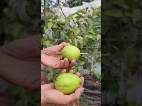 Harvesting Indian Guavas From My Wine Barrel Tree