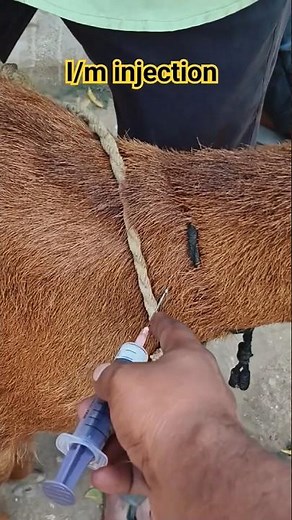 how to give intramuscular injection in Sheep #sheepfarming #intramuscularInjection#sheep
