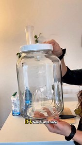 Finding out if I made wine…or expensive fruit water🍷 4 weeks ago, I started my first homemade wine experiment. I added 1000g sugar to 4L of water in 3 stages…Week 1: 250g sugar. Week 2: 600g sugar. Week 3: 150g sugar. (This way, the yeast converts the sugar into alcohol without getting stressed out). Week 1: The fruit floated, liquid cleared, and it tasted super dry. My hydrometer showed zero sugar—the yeast ate it all already. Week 2: Added 600g more sugar. Bubbling was strong and everything l