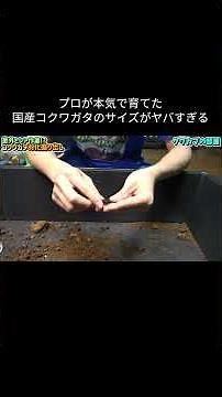 The size of this Japanese stag beetle, raised seriously by a pro, is insane