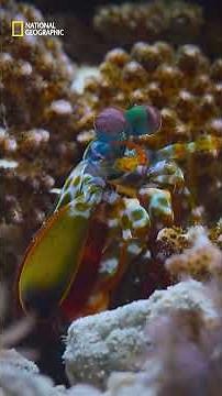 ¿Qué secretos imposibles esconde el océano? 🌊 | DAVID ATTENBOROUGH | NATIONAL GEOGRAPHIC ESPAÑA